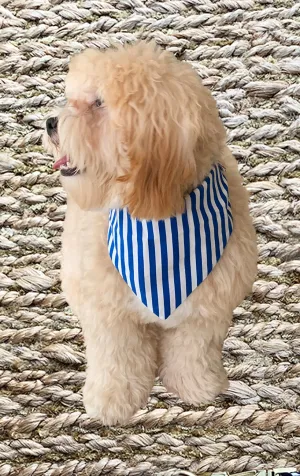 Holiday Doggy Bandana - Reversible